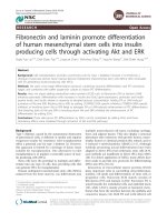Fibronectin and laminin promote differentiation of human mesenchymal stem cells into insulin producing cells through activating Akt and ERK pptx