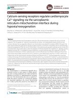 Calcium-sensing receptors regulate cardiomyocyte Ca2+ signaling via the sarcoplasmic reticulum-mitochondrion interface during hypoxia/reoxygenation pdf