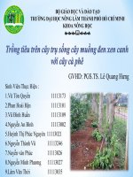 kỹ thuật trồng cây hồ tiêu