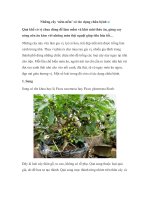 Những cây ‘nêm nếm’ có tác dụng chữa bệnh pdf