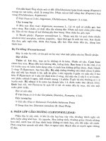 Thực vật dược part 7 pps