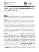 Identification of baboon microRNAs expressed in liver and lymphocytes pptx