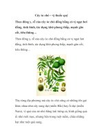 Cây óc chó – vị thuốc quý docx