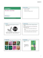 Cấu trúc của tế bào pps