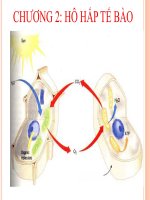 Chương 2: Hô hấp tế bào docx