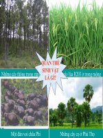 Giáo án điện tử môn sinh học: Sinh học lớp 12-Cấu trúc di truyền của quần thể(Bài giảng số 2) docx