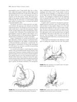 Advanced therapy in thoracic surgery - part 10 docx