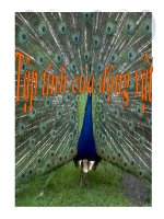 Giáo án điện tử sinh học: Sinh học 12-Tập tính ở động vật- Thi giáo viên giỏi docx