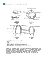 Echocardiography A Practical Guide to Reporting - part 1 pot