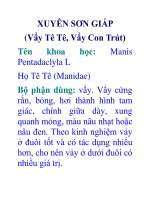 XUYÊN SƠN GIÁP (Vẩy Tê Tê, Vẩy Con Trút) potx