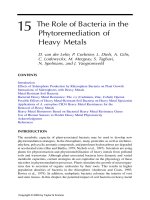 Phytoremediation of Contaminated Soil and Water - Chapter 15 potx