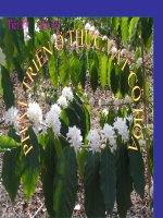 Giáo án điện tử môn sinh học: Sinh học lớp 12 pot