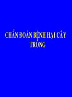 Chuẩn đoán bệnh gây hại ppt