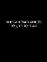 Giáo án điện tử môn sinh học: Sinh học lớp 12- ảnh hưởng của môi trường đến sự biểu hiện của Gen(Nâng cao) ppt