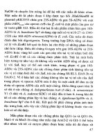 Công nghệ sinh học đối với cây trồng vật nuôi và bảo vệ môi trường tập 2 part 3 docx