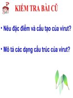 Giáo án điện tử sinh học: Sinh học 12-SỰ NHÂN LÊN CỦA VIRUT TRONG TẾ BÀO VẬT CHỦ docx