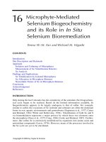 Phytoremediation of Contaminated Soil and Water - Chapter 16 pot