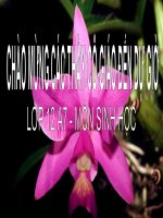 Giáo án điện tử môn sinh học: Sinh Học lớp 12- Quá trình phân ly độc lập pot