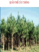 Giáo án điện tử môn sinh học: Sinh học lớp 12- Cấu trúc di truyền của quần thể ppsx