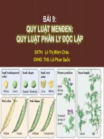 Giáo án điện tử sinh học: Sinh học lớp 12- Quy luật phân ly độc lập của MenDen ppt