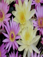 Giáo án điện tử môn sinh học: Sinh học lớp 12- Bảo vệ vốn Gen loài người docx