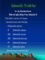Giáo án điện tử môn sinh vật học: Samonella(Vi Sinh Học) ppt