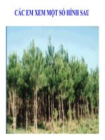 Giáo án điện tử môn sinh học: Sinh học lớp 12- CẤU TRÚC DI TRUYỀN CỦA QUẦN THỂ pot