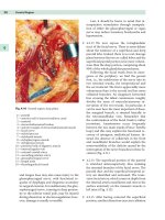 Marco Lucioni Practical Guide to Neck Dissection - part 4 potx