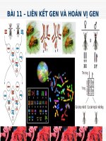 Giáo án điện tử môn sinh học: Sinh Học lớp 12-Liên kết và hoán vị Gen ppt