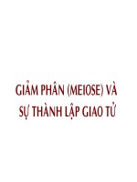 Giảm phân và sự thành lập giao tử ppsx