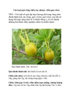 Các loại quả rừng chữa suy nhược, viêm gan virus potx