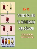 Giáo án điện tử sinh học: Sinh học lớp 12-Tương tác Gen và tác động của Gen pptx