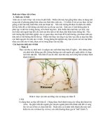 Sinh sản ở thực vật có hoa pdf