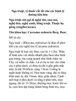 Nga truật, vị thuốc rất tốt cho các bệnh lý đường tiêu hóa doc