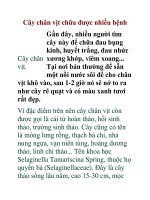Cây chân vịt chữa được nhiều bệnh docx