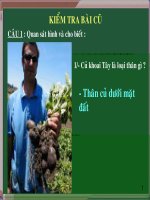 giáo án bồi dưỡng sinh học 6 đặc điểm bên ngoài của lá (1)