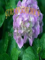 giáo án bồi dưỡng sinh học 6 có phải tất cả thực vật đều có hoa