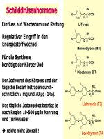 schilddrüsenhormone thyroidea2004