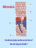 Bài giảng điện tử môn sinh học: Cây phát triển như thế nào pps