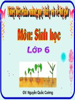 Bài giảng điện tử môn sinh học: Lớp 2 lá mầm và một lá mầm pptx