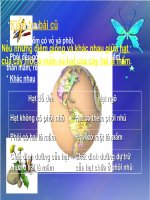 Bài giảng điện tử môn sinh học: Phát tán của quả và hạt pps