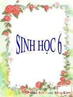 giáo án bồi dưỡng sinh học 6 thực hành quan sát biến dạng của rễ (1)