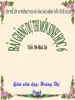 Bài giảng điện tử môn sinh học: Sinh sản sinh dưỡng của thực vật_2 ppsx