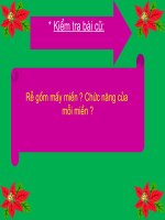 Bài giảng điện tử môn sinh học: Cấu tạo miền hút của rễ_1 potx