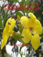 Bài giảng điện tử môn sinh học: Cấu tạo của lá cây doc