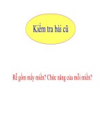 giáo án bồi dưỡng sinh học 6 cấu tạo miền hút của rễ (1)