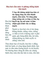 Hoa hoè cầm máu và phòng chống bệnh tim mạch pps