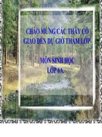 Bài giảng điện tử môn sinh học: Hô hấp ở cây pps