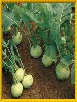 Bài giảng điện tử môn sinh học: Biến dạng của thân doc