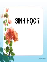 giáo án bồi dưỡng tham khảo sinh học lớp 7 phân biệt động vật với thực vật